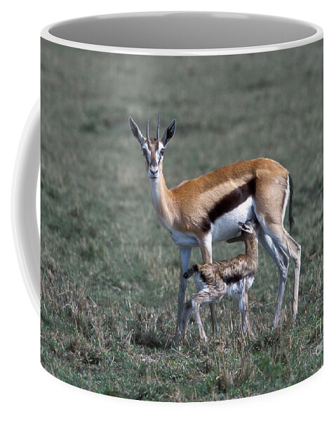 Africa Coffee Mug featuring the photograph Thomson Gazelle and Newborn Calf by Sandra Bronstein