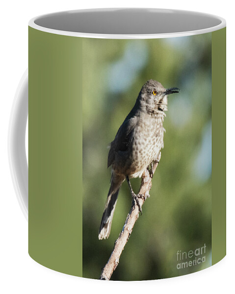 Natanson Coffee Mug featuring the photograph Thrasher Morning Song by Steven Natanson