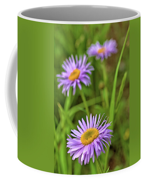 Asters Coffee Mug featuring the photograph Three Asters by Bob Falcone