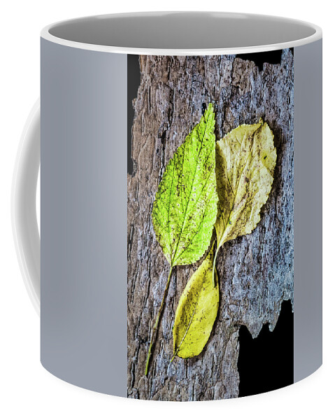 Autumn Coffee Mug featuring the photograph Three Autumn Leaves On Bark by Gary Slawsky