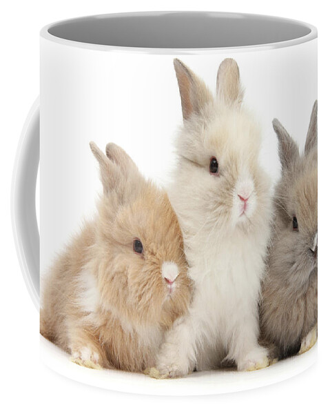 Cute Coffee Mug featuring the photograph Three cute baby Lionhead bunnies in a row by Warren Photographic