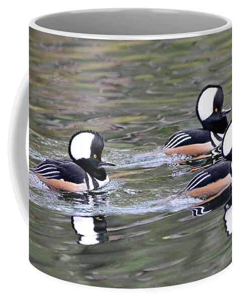 Hooded Mergansers Coffee Mug featuring the photograph Three Male Hooded Mergansers by Jerry Griffin