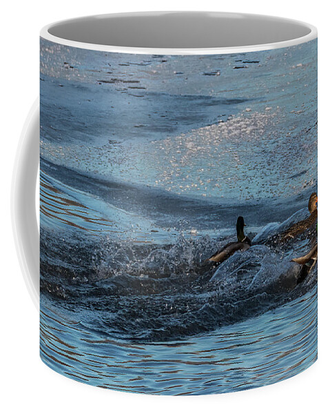 Mallard Coffee Mug featuring the photograph Three Mallard Splash by Patti Deters