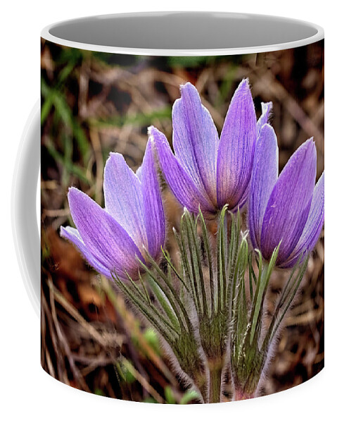 Pasque Flowers Coffee Mug featuring the photograph Three Pasques by Bob Falcone