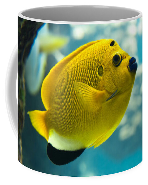Angelfish Coffee Mug featuring the photograph Threespot angelfish by Delphimages Photo Creations