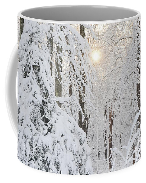 Snow Coffee Mug featuring the photograph Through the Trees by Addison Likins