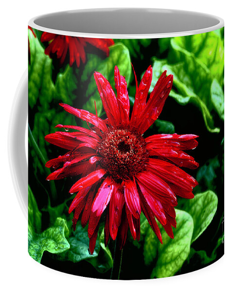 Daisies Coffee Mug featuring the photograph Tomato Soup Gerbera by Diana Mary Sharpton