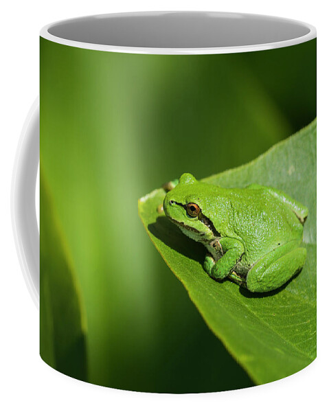Amphibians Coffee Mug featuring the photograph Tree Frog on Wapato Leaf by Robert Potts