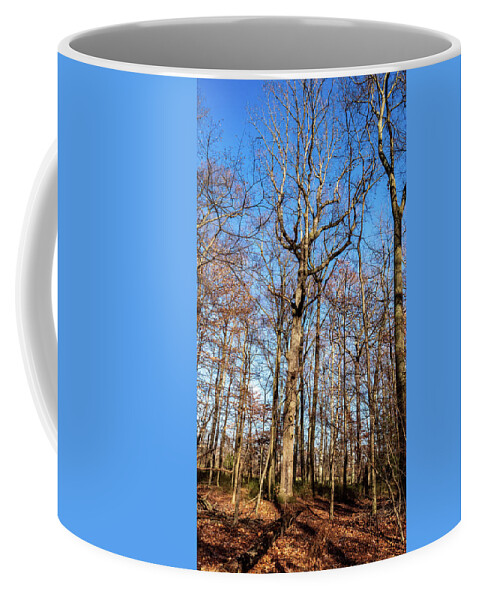 Brown Coffee Mug featuring the photograph Tree in the Woods by Louis Dallara