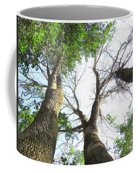 Tree Coffee Mug featuring the photograph Tree Sky Scrape by Ed Williams