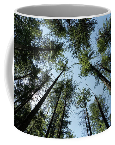 Washington Coffee Mug featuring the photograph Trees on rattlesnake ridge by Alberto Zanoni