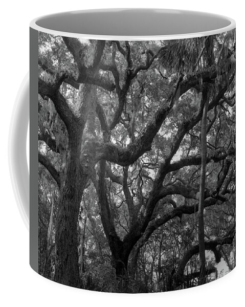 Horizontal Coffee Mug featuring the photograph Trees, Tide Views Preserve, 2006 by John Simmons