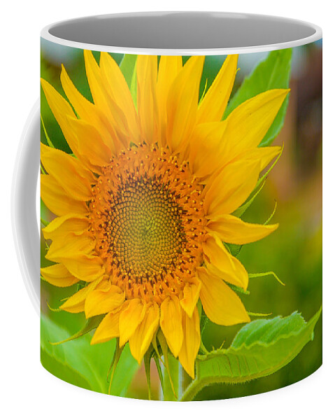 Trendy yellow sunflower close up background Coffee Mug by Stanley Chota -  Pixels