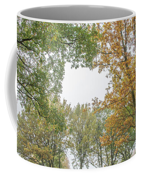 Trent Park Coffee Mug featuring the photograph Trent Park Trees Fall 11 by Edmund Peston