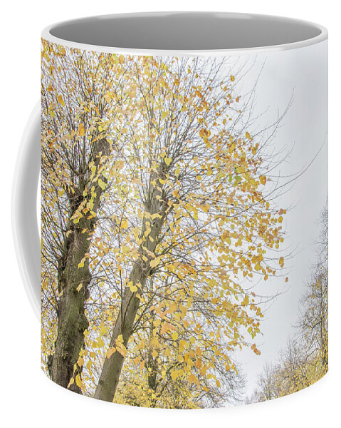 Trent Park Coffee Mug featuring the photograph Trent Park Trees Fall 17 by Edmund Peston