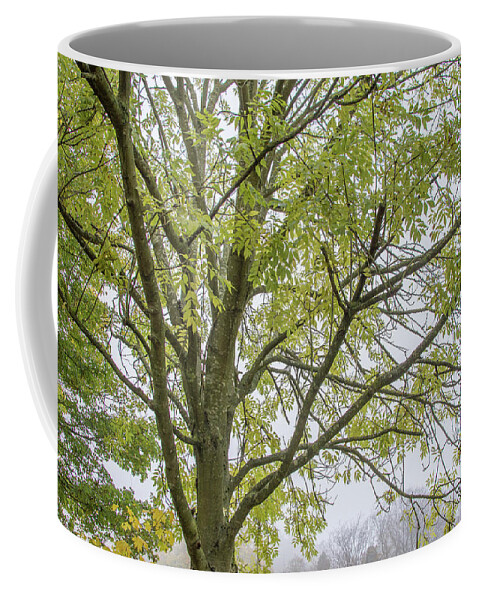 Trent Park Coffee Mug featuring the photograph Trent Park Trees Fall 3 by Edmund Peston