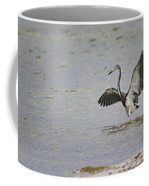 Tricolor Heron Coffee Mug featuring the photograph Tricolor Heron at Cedar Island North Carolina by Bob Decker