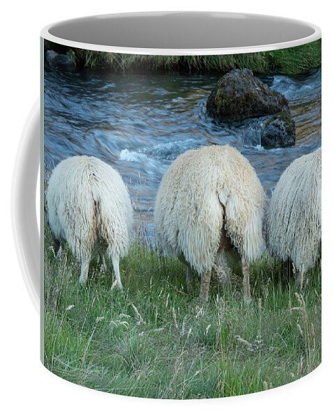 Iceland Coffee Mug featuring the photograph Trio Of Icelandic Sheepy Bums by Kristia Adams