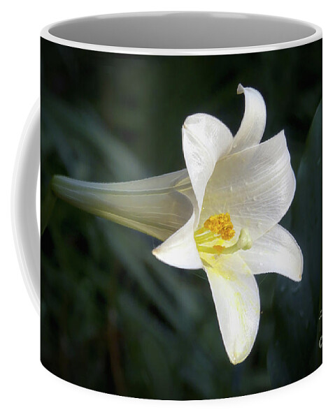 Plant Coffee Mug featuring the photograph Trumpet Lily by Amy Dundon