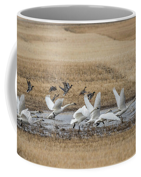 Swans Coffee Mug featuring the photograph Trumpeter Swans by Bill Cubitt