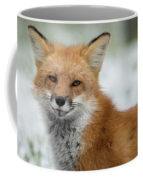 Fox Coffee Mug featuring the photograph Trust by Everet Regal