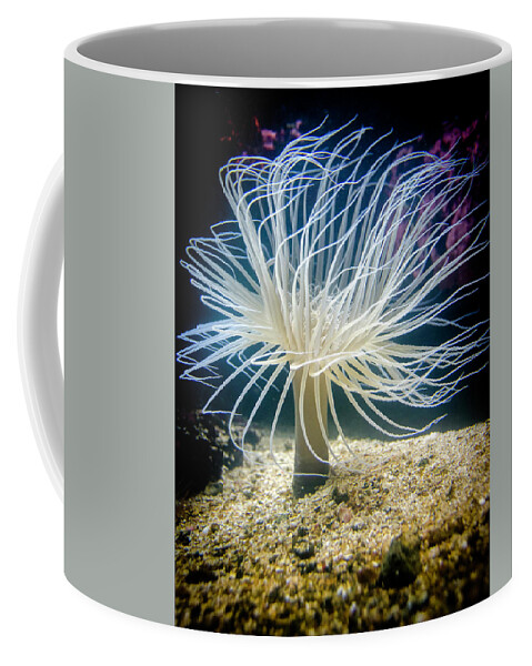 Tube Anemone Coffee Mug featuring the photograph Tube Anemone by WAZgriffin Digital
