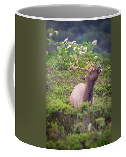 Elk Coffee Mug featuring the photograph Tule Elk Smelling the Fresh Air by Erin K Images