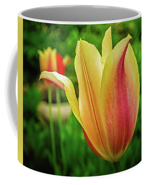 Flower Coffee Mug featuring the photograph Tulip by Dan Eskelson