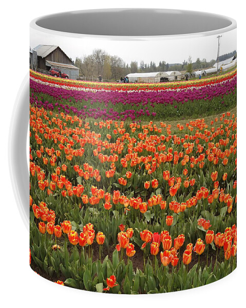 Tulips Coffee Mug featuring the photograph Tulip Fields -1 by Scott Cameron