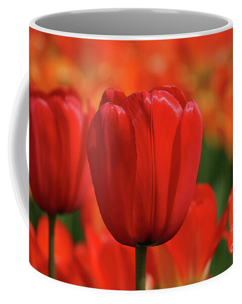 Tulip Intensity Coffee Mug featuring the photograph Tulip Intensity by Rachel Cohen