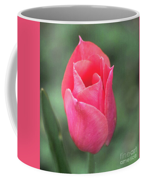Tulip Coffee Mug featuring the photograph Tulip Portrait by Kimberly Blom-Roemer