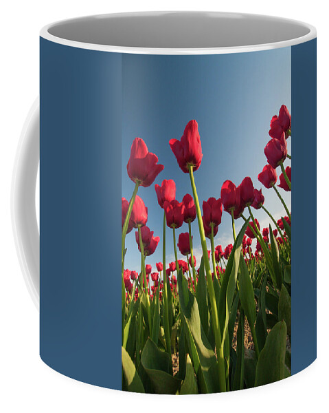 Tulips Coffee Mug featuring the photograph Tulips Looking Up by Michael Rauwolf