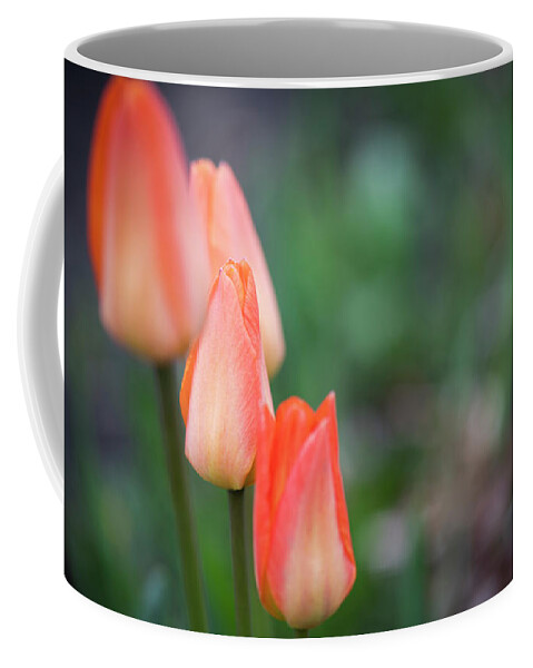 Tulips Coffee Mug featuring the photograph Tulips by Phil And Karen Rispin
