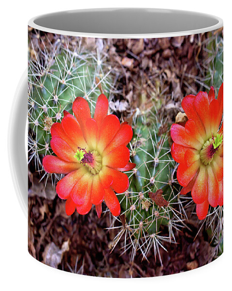 Cacti Coffee Mug featuring the photograph Twin Claret Cup Cactus by Bob Falcone