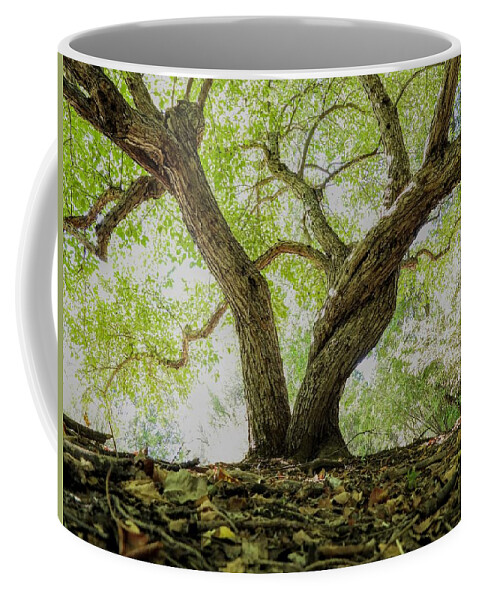 Tree Coffee Mug featuring the photograph Twisted Tree by Amanda R Wright