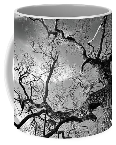Twisted Coffee Mug featuring the photograph Twisted Trunk by Steven Nelson