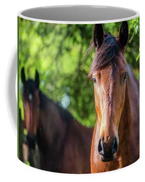 Horse Coffee Mug featuring the photograph Two Bay Horses on a May Day by Rachel Morrison
