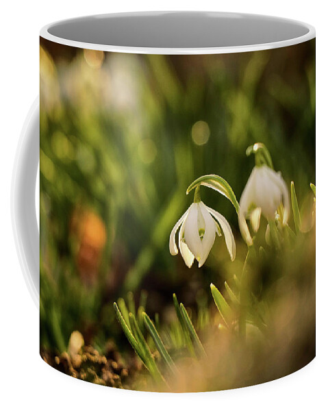 Galanthus Nivalis Coffee Mug featuring the photograph Galanthus nivalis at spring by Vaclav Sonnek