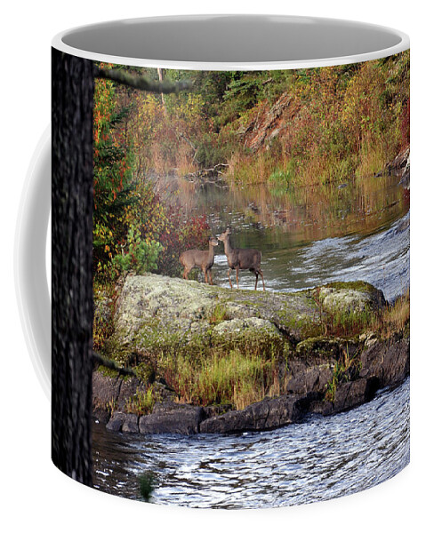 Wildlife Photography Coffee Mug featuring the photograph Two white tail deer at the Vermillion River by Rick Hansen