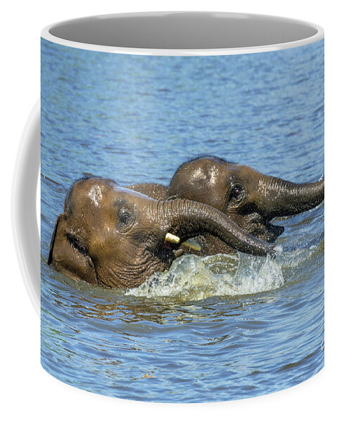 Asian Elephant Coffee Mug featuring the photograph Two Elephants Playing in Water by Arterra Picture Library
