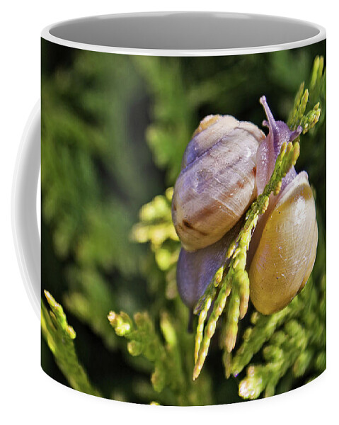 Snails Coffee Mug featuring the photograph Two like one by Tatiana Travelways