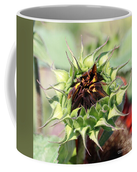 Sunflower Coffee Mug featuring the photograph Unfolding Orange Sunflower Square by Carol Groenen