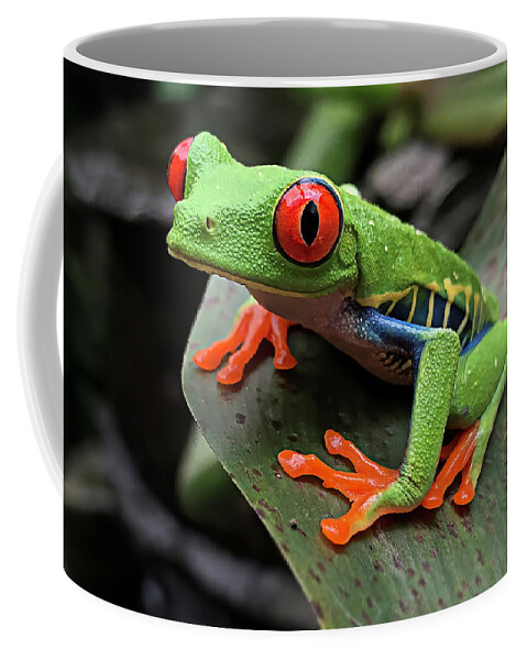 Green Frog Mug - 11 ounce Ceramic Coffee/Tea Mug