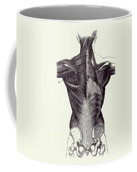 Back Muscles Coffee Mug featuring the drawing Upper Body Muscular System - Backside - Vintage Anatomy 2 by Vintage Anatomy Prints