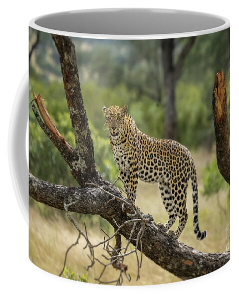 Wildlife Coffee Mug featuring the photograph Upwardly Mobile - South Africa by Sandra Bronstein