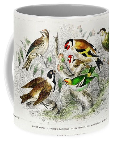 Birds Coffee Mug featuring the painting Various Birds by World Art Collective