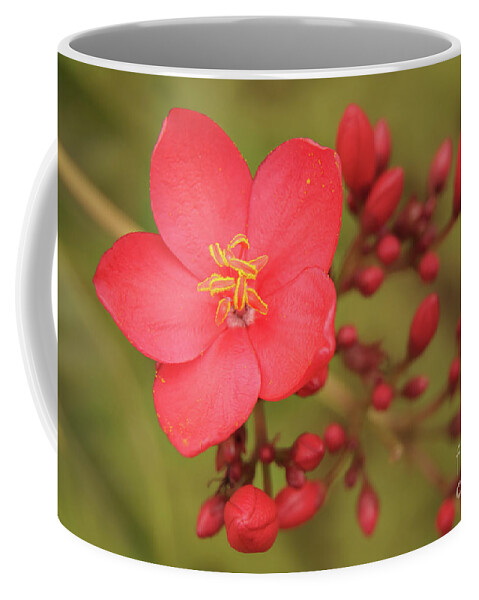 Hawaii Coffee Mug featuring the photograph Vibrant Jatropha Blossom on Kauai by Nancy Gleason