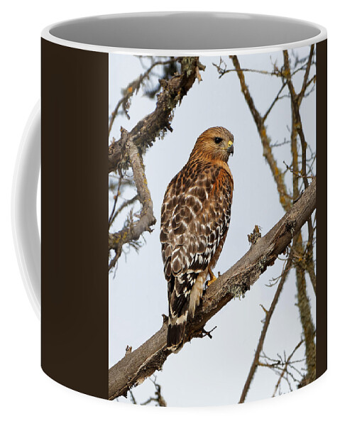 Kj Swan Birds Coffee Mug featuring the photograph Vibrant - Red-shouldered Hawk by KJ Swan
