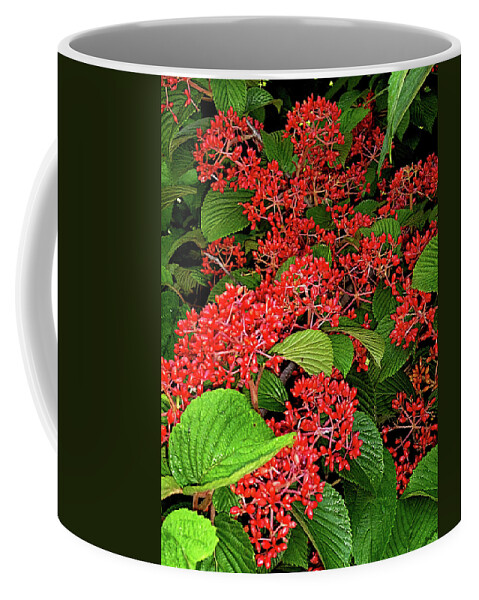 Viburnum Coffee Mug featuring the photograph Viburnum Berries Closeup by Mike McBrayer