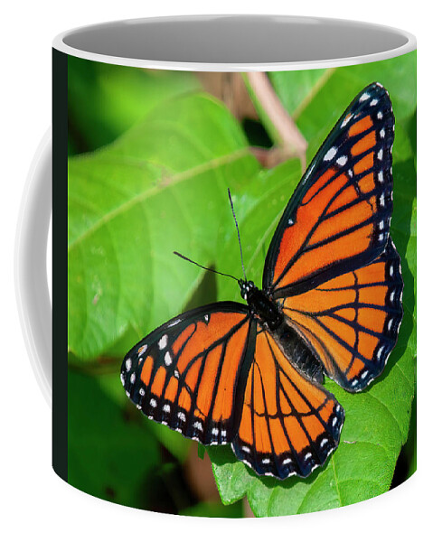 Butterfly Coffee Mug featuring the photograph Viceroy Butterfly DIN0368 by Gerry Gantt